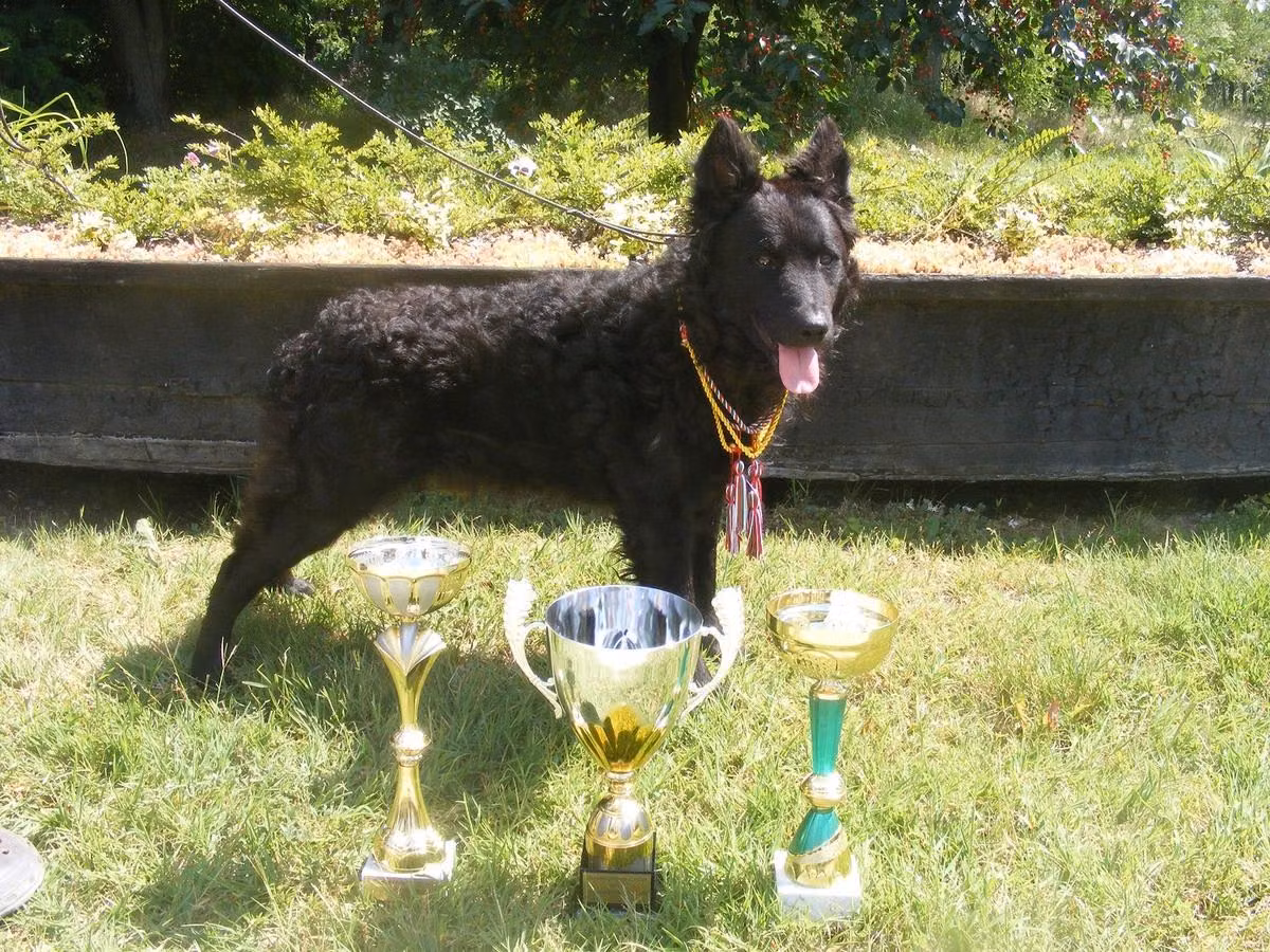 Mehes-Kerti Hetyke, a Patinas Mudi registered with United Pet Club