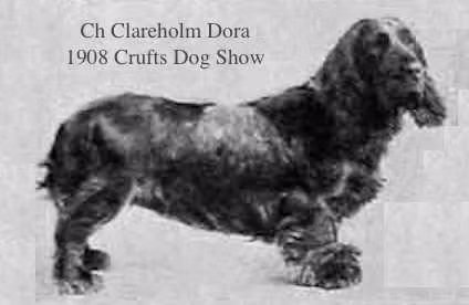 Clareholm Dora, a Female 田野猎犬 registered with United Pet Club