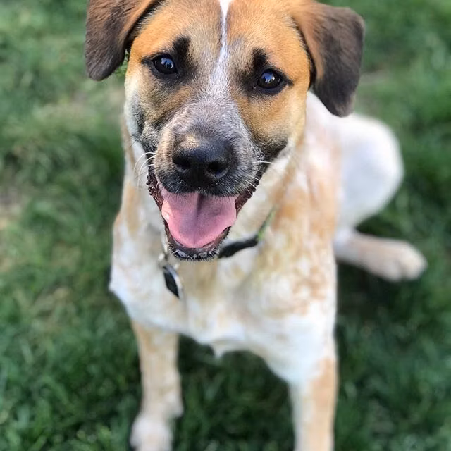 Madi, a Female Mixed Breed Dog registered with United Pet Club
