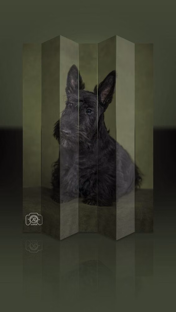 TESA Beatitudo Eli, a Hunn Skotsk terrier registered with United Pet Club