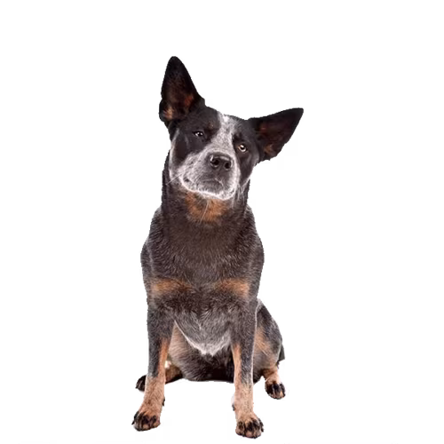 Lancashire heeler — rasa Pies: Mały i Czujny