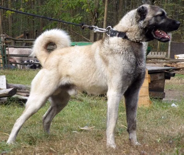 Török (2013), a Macho Pastor Kangal registered with United Pet Club