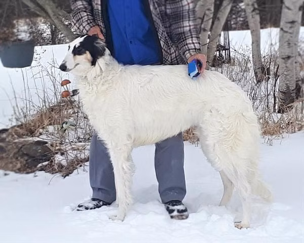 Bolerame's White Chiffon, a Female Borzoj registered with United Pet Club