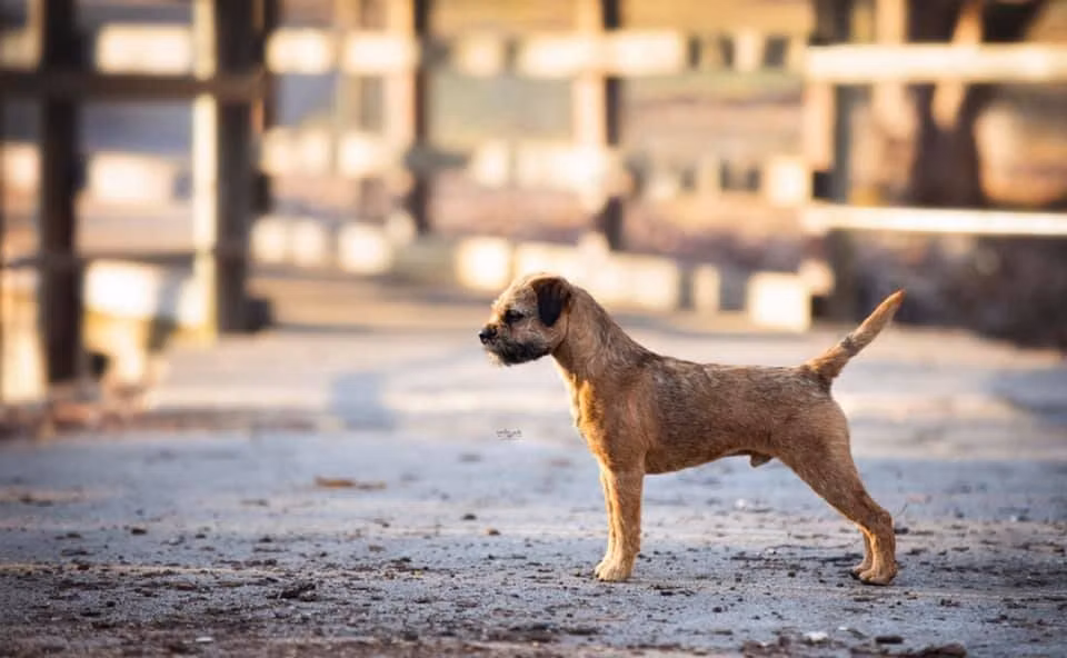 Wynot Let It Be, a Mascul Border Terrier registered with United Pet Club