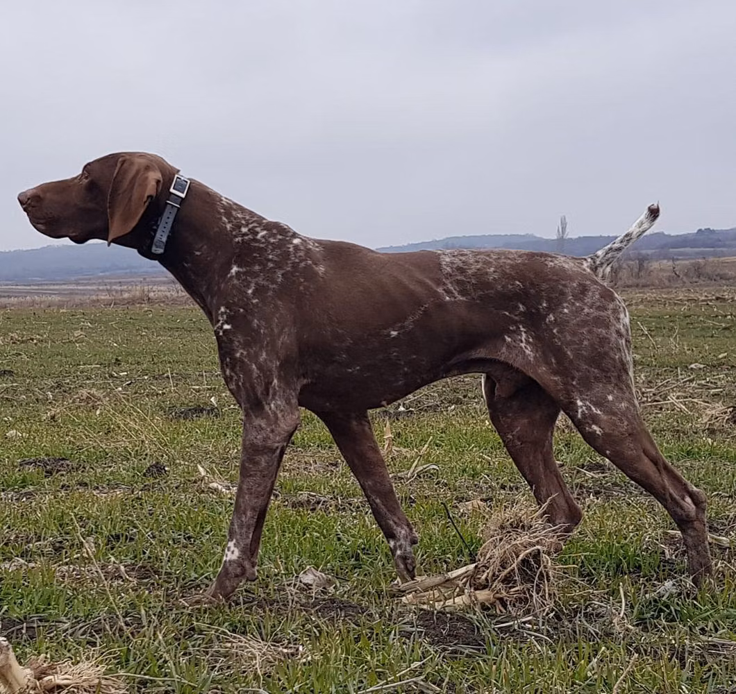 Pradellinensis Paride, a オス ジャーマン・ショートヘアード・ポインター registered with United Pet Club