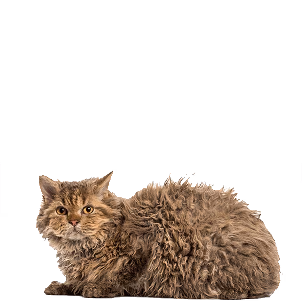 Selkirk Rex — a Medium, Good-natured Cat breed