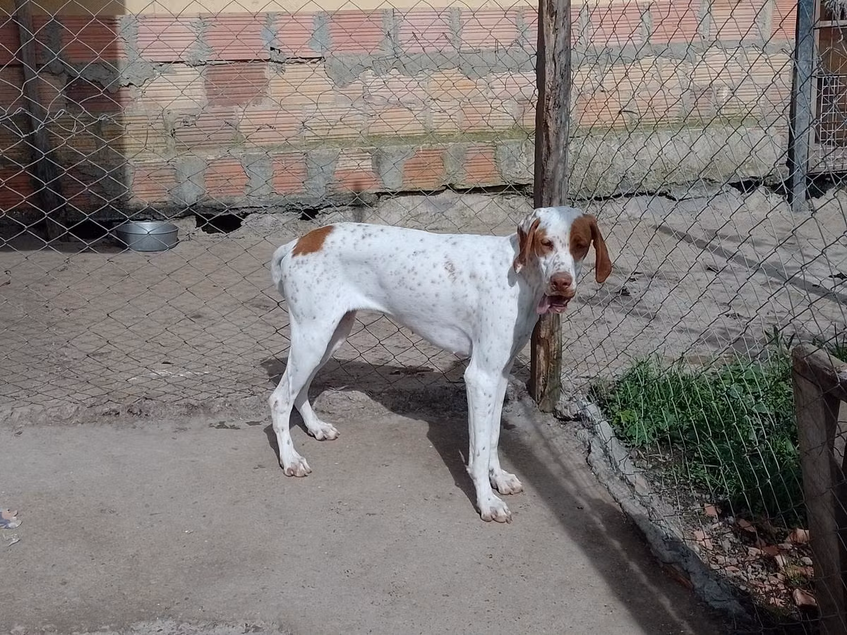 Monilu"s 7g4 SIBILA EA, a Female Pointer registered with United Pet Club
