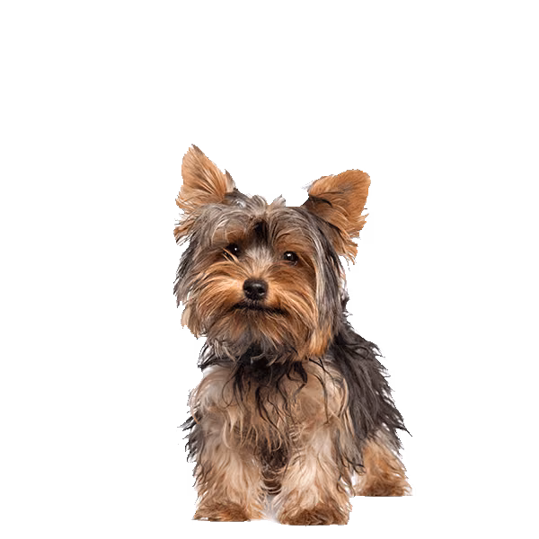 Yorkshire terrier — rasa Pies: Toy i Żywiołowy