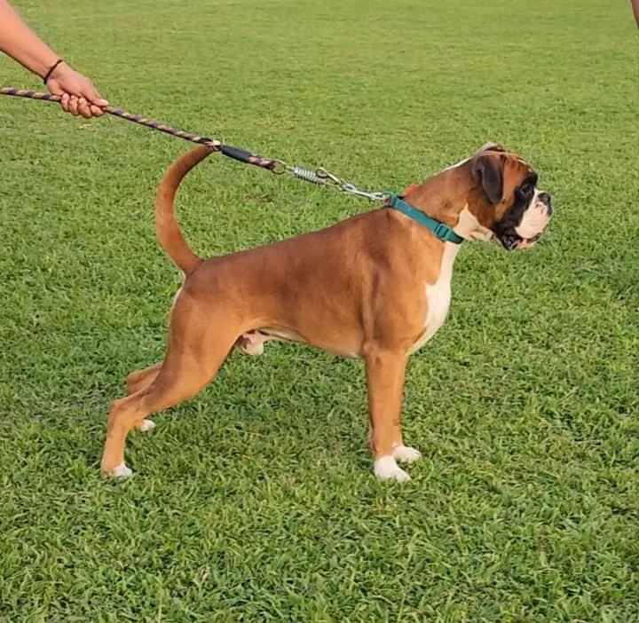Max de Colle d'Ovidio, a Jantan Boxer registered with United Pet Club