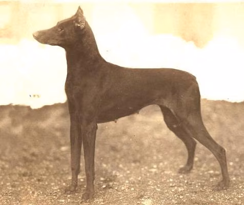 Arabella v. Grammont