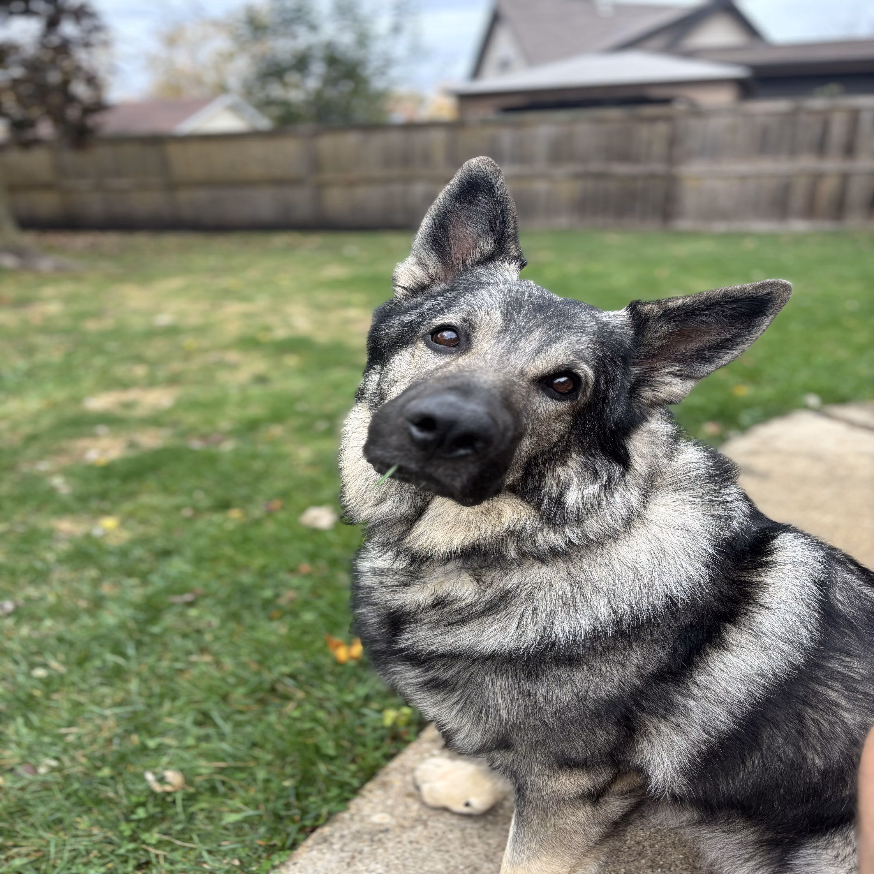 Willie, a Male German Shepherd registered with United Pet Club