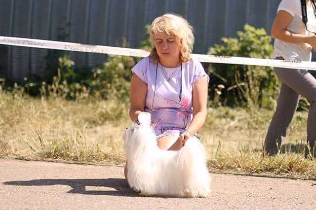 Boogie Man, a Male Maltańczyk registered with United Pet Club