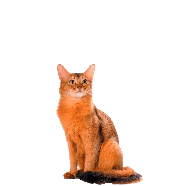 Somali — a Medium, Playful Cat breed