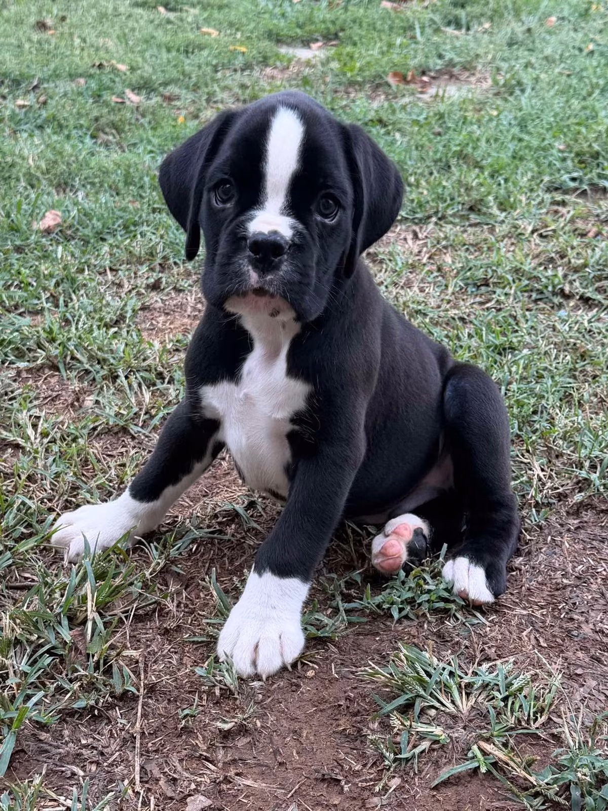 Walter, a Male Boxer registered with United Pet Club