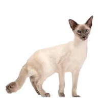 Balinese — a Medium, Affectionate Cat breed