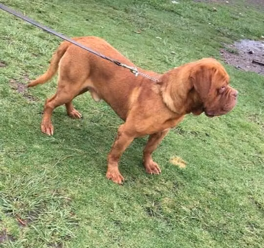 Ragnar, a Male Dogue de Bordéus registered with United Pet Club