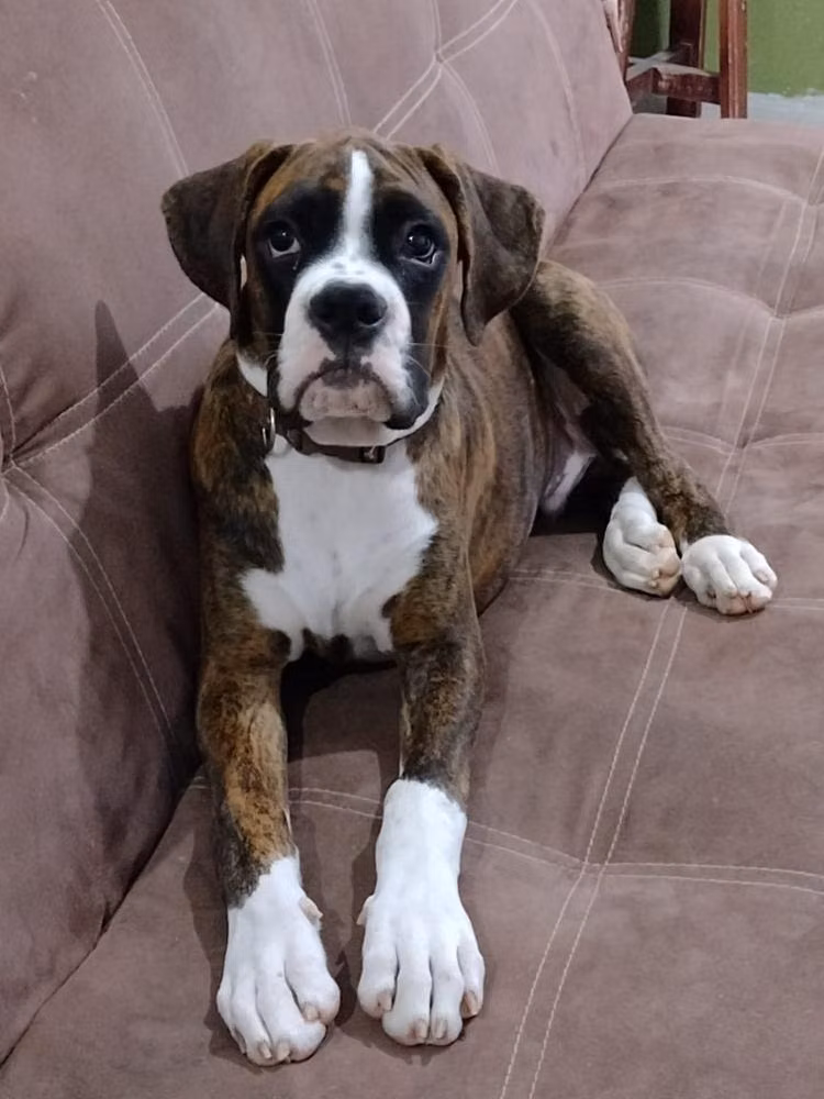 MUSTAFA — בוקסר MUSTAFA, a Male בוקסר registered with United Pet Club