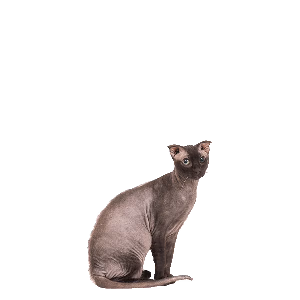 Ukrainian Levkoy — a Medium, Affectionate Cat breed