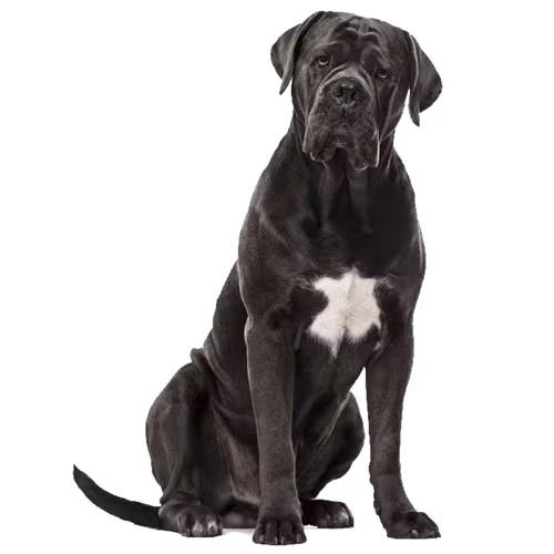 Cane corso — rasa Pies: Duży i Opiekuńczy