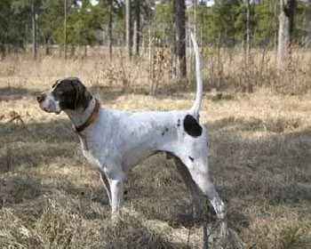 Elhew Fibber McGee, a Männlich Pointer registered with United Pet Club