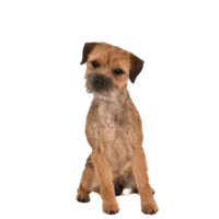 Border terrier — rasa Pies: Mały i Dobroduszny