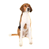 Foxhound amerykański — rasa Pies: Duży i Dobroduszny