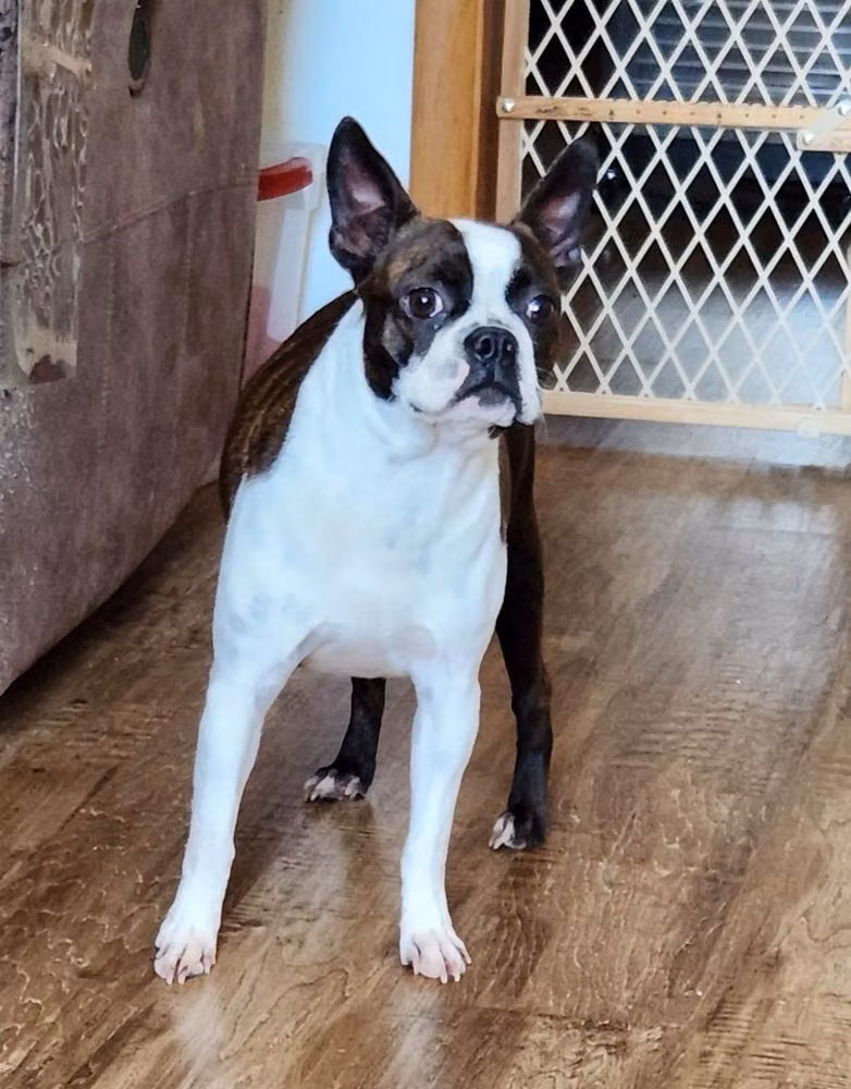 Just Because Nashira, a Female Boston terrier registered with United Pet Club