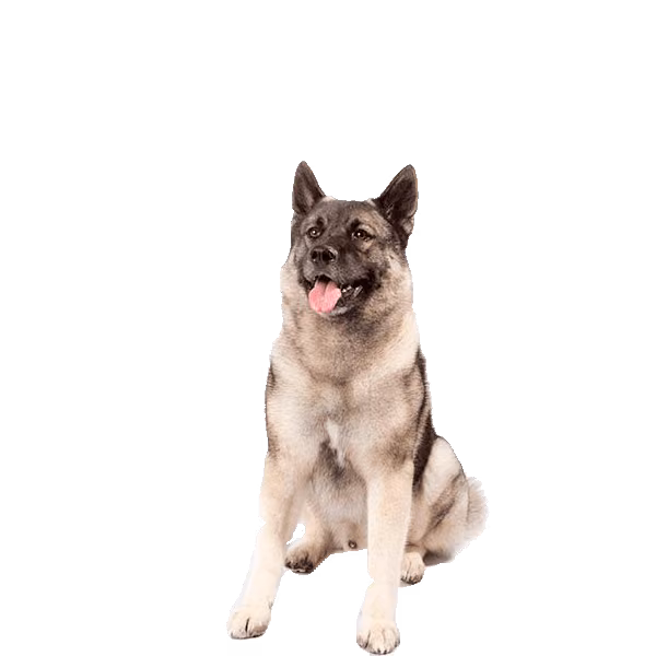 Elkhund szary — rasa Pies: Średni i Pewny siebie