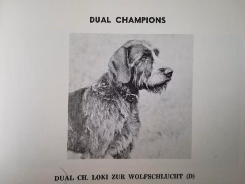 LOKI ZUR WOLFSCHLUCHT (D), a Samec Německý drsnosrstý ohař registered with United Pet Club