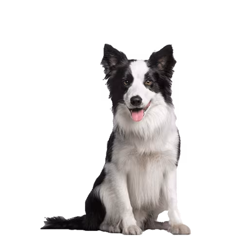 Jindo — rasa Pies: Średni i Wierny