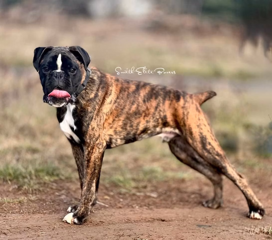Smith Elites Dexter, a Jantan Boxer registered with United Pet Club