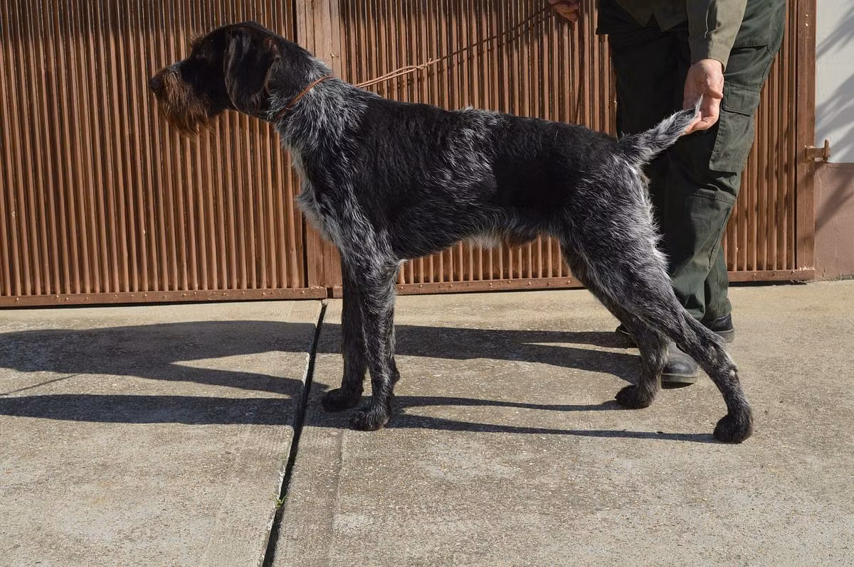 Beremendszéli Nelson, a Male German Wirehaired Pointer registered with United Pet Club