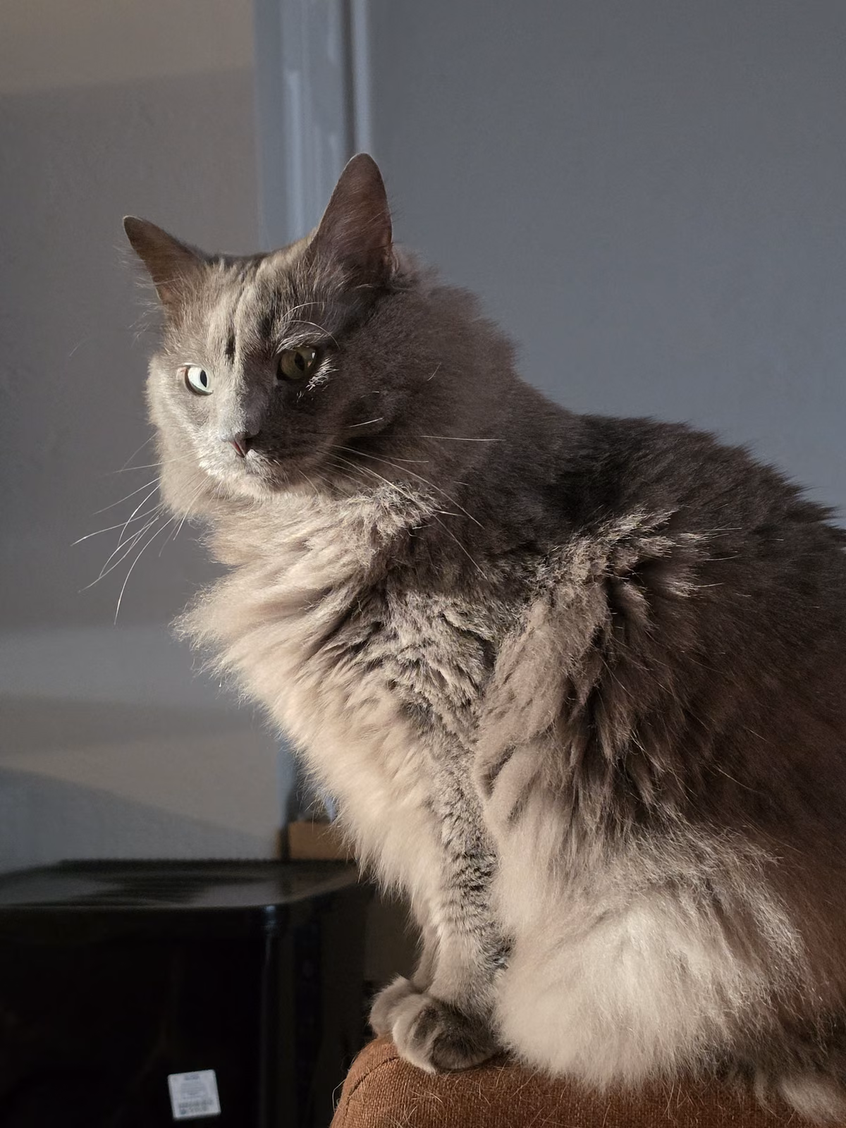 Curtis — Nebelung Curtis, a Male Nebelung registered with United Pet Club