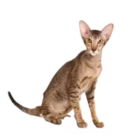 Asian cat — a Medium, Affectionate Cat breed
