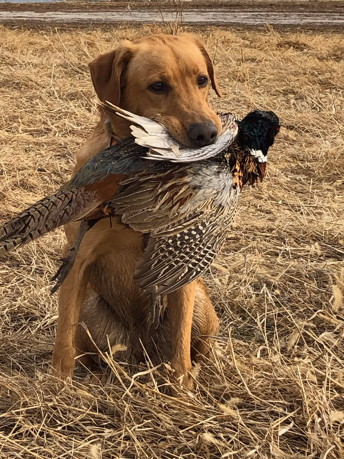 Renegade Half Cocked - Fully Loaded