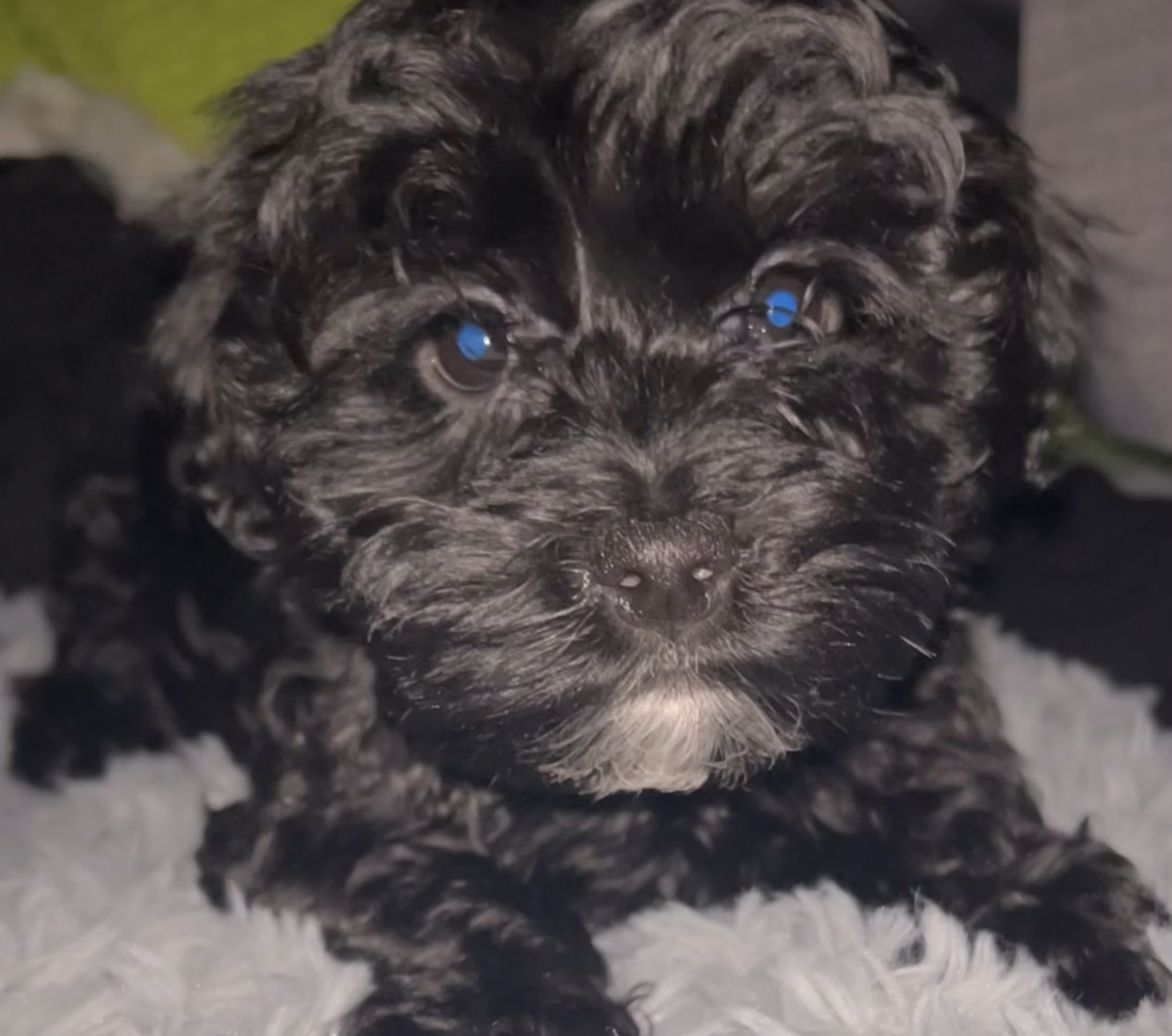Mushu, a Male Havanese registered with United Pet Club