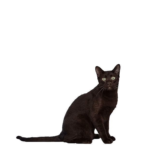 Suphalak — a Medium, Affectionate Cat breed