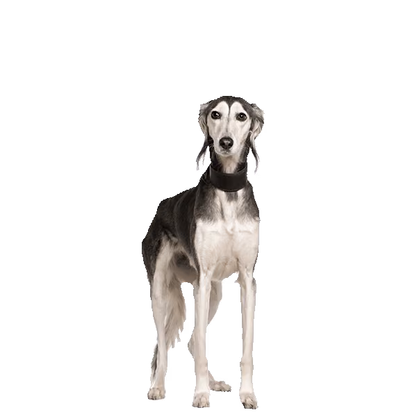 Saluki — rasa Pies: Średni i Dostojny