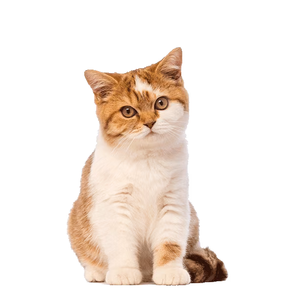 Burmilla — a Medium, Affectionate Cat breed