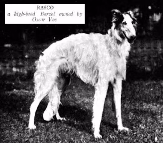 Rasco, a نر بورزوی registered with United Pet Club