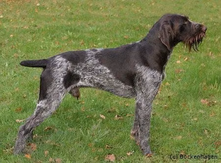 Troll von Erthal, a ஆண் ஜெர்மன் வயர்ஹேர்டு பாயிண்டர் registered with United Pet Club