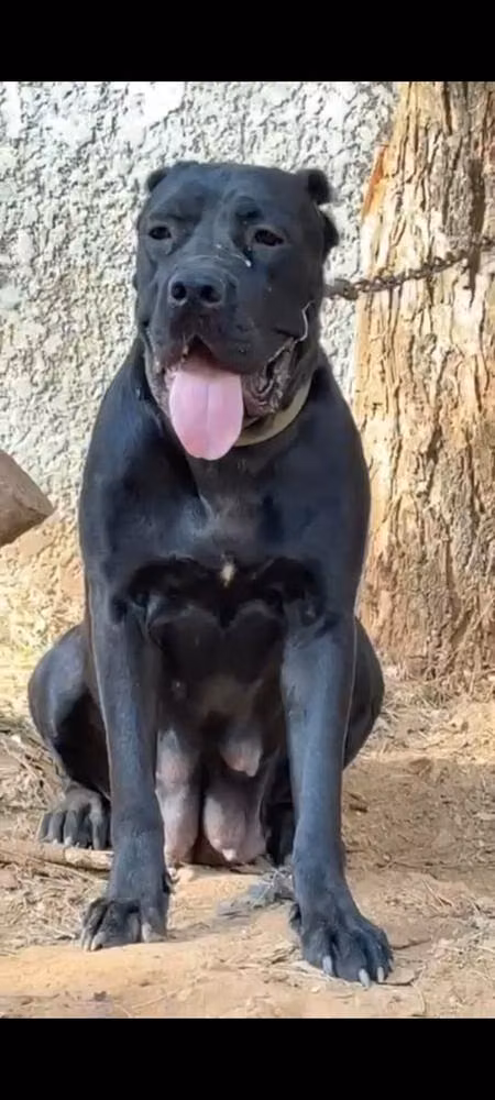 ALISA (2021), a Femelle Cane Corso registered with United Pet Club