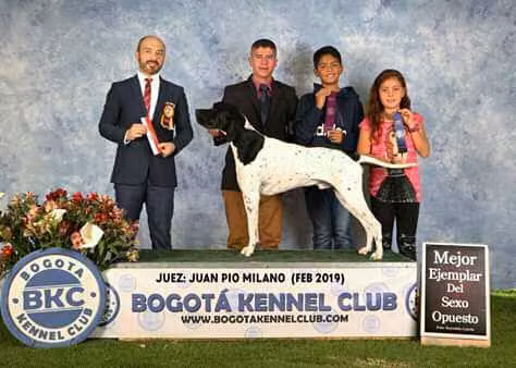 MONILU'S PERSEO, a Hann Pointer registered with United Pet Club