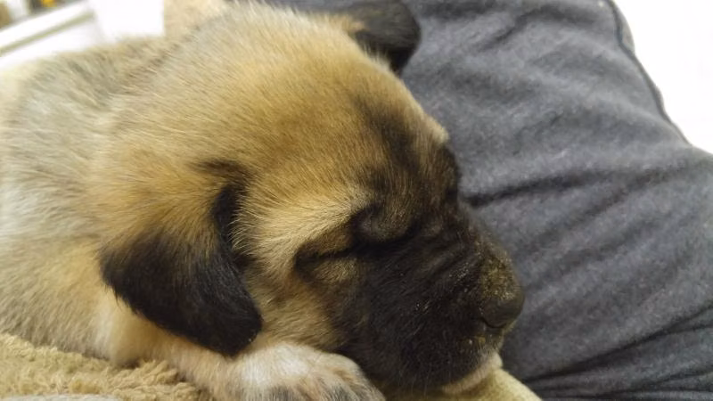 Odin, a Male Kangal Shepherd Dog registered with United Pet Club