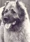 Aika — 코카시안 셰퍼드 도그 Aika, a Female 코카시안 셰퍼드 도그 registered with United Pet Club