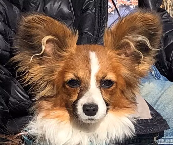 Wind Dancer Cinnamon Twist, a Самка Папийон registered with United Pet Club