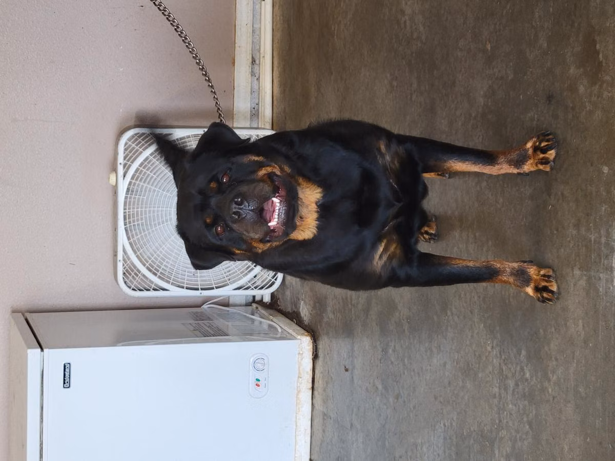 Soraja Buca, a ماده روتوایلر registered with United Pet Club