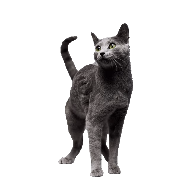 Russian Blue — a Medium, Gentle Cat breed