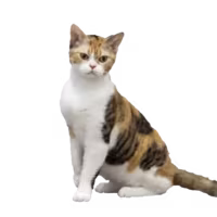 American Wirehair — a Medium, Good-natured Cat breed