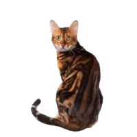 Bengal — a Medium, Active Cat breed